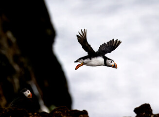 Puffins fishing off the coast of Newfoundland, Canada