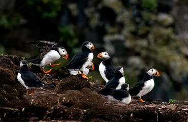Fototapeta premium Puffins fishing off the coast of Newfoundland, Canada