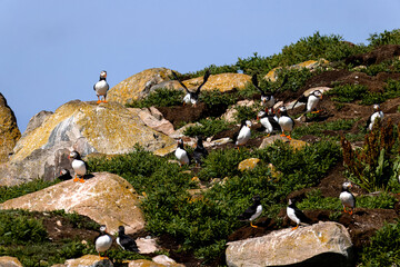 Puffins fishing off the coast of Newfoundland, Canada - Powered by Adobe