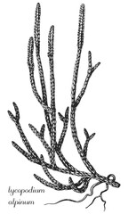 lycopodium, lycopodium alpinum, groundsedar, diphasiastrum, monochrome flower, medicinal plant, black and white design, black and white lycopodium design, tatoo flower