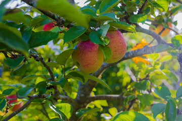 Close-up view of apple tree branches with growing red apples on warm sunny autumn day.