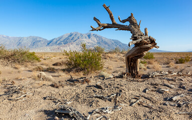 Dry dead trees and desert vegetation in a dry valley, Death Valley NP