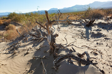 Dry dead trees and desert vegetation in a dry valley, Death Valley NP