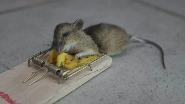 Slow zoom, A dead mouse on a mousetrap.