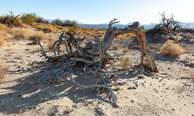 Dry dead trees and desert vegetation in a dry valley, Death Valley NP