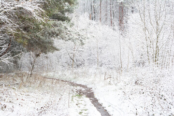 A beautiful snow scene of a snowy winter park with white snow-covered trees and bushes, and a footpath running ahead. First snow.