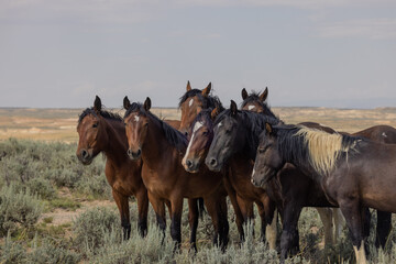 Wild Horses in the Wyoming Desert in Summer