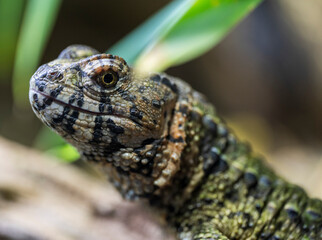 Detail of the head of a Chinese crocodile lizard