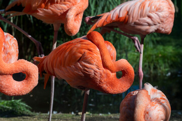 Red flamingo with its head hidden under its feathers.