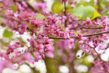 Close-up of blooming red Cercis flowers. Selective sharpness.
