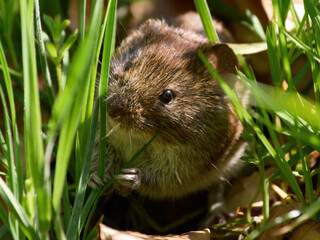 Wood mouse (Apodemus sylvaticus)