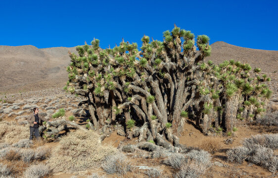 Many large Yucca in the Sierra Nevada Mountains, California