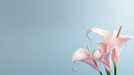 Gordijnen Magnolia springtime minimalistic still life. Beautiful pink magnolia flowers on the soft blue gray background, copy space for graphic design. Zen natural concept, copy space © HN Works