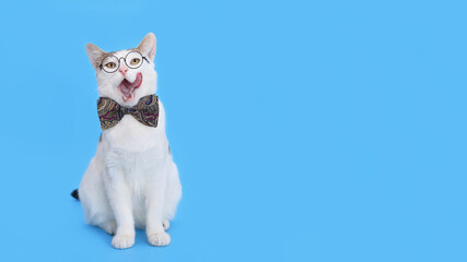 Smart Cat licks his lips looking forward. Hungry cat with mouth open. Free space for text. Funny white cat in a blue bow tie and glasses sitting against blue background