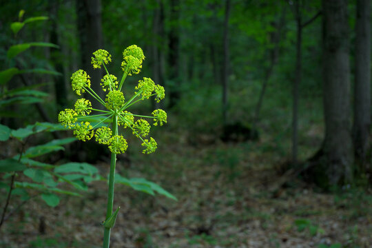 Thapsia villosa zumillo in the middle of chestnut forest horizontally with area for copy space