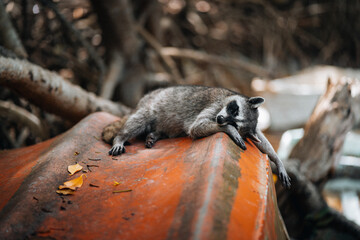 Portrait of a raccoon sleeping on a boat