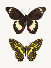 Colorful butterfly illustration