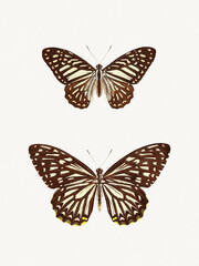 Colorful butterfly illustration