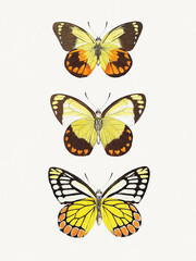 Colorful butterfly illustration