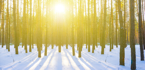 winter snowbound fir forest in light of sparkle sun