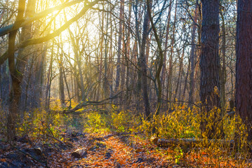 autumn forest glade in light of evening sun, beautiful seaonal outdoor scene