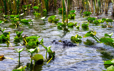 alligator in the everglades