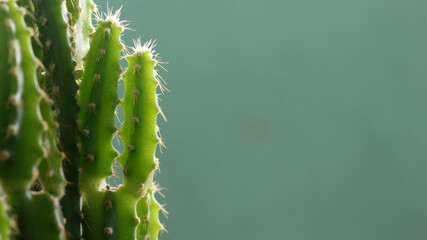 Cactus tree in pot.