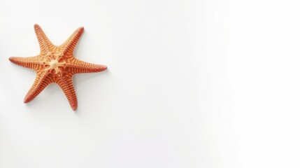 Fototapeta na wymiar starfish on a white background with space for text.