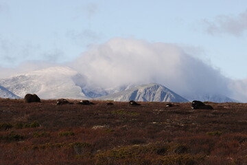 Musk ox in autumn Dovrefjell National Park Norway