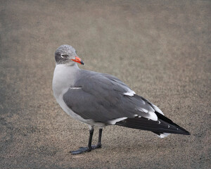 Heermann's Gull Standing On Sand Beach - 0165