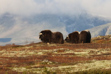 Musk ox in autumn Dovrefjell National Park Norway