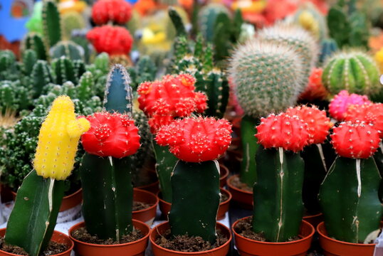 Beautiful Red, yellow, Green Gymnocalycium mihanovichii grafted cactus on pot in garden, shop, flower supermarket. Round cactus - plant for home, interior