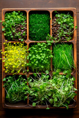 Various microgreens in containers. Generative AI,