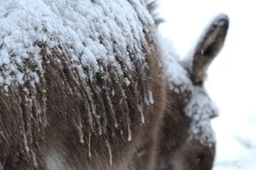 Tuinposter Ice on mini donkey fur during cold winter weather on farm. © ccestep8