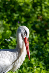 Elegant White Stork (Ciconia ciconia) in Wetlands