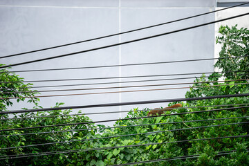 A squirrel on a wire that looks scared for a wire