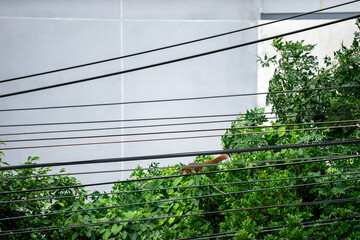 A squirrel on a wire that looks scared for a wire