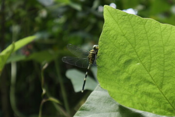 An elevated tropical kudzu leaf edge is being held by a green marsh hawk dragonfly