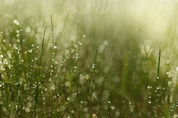  Fresh and juicy green grass and dripping rain abstract blurred natural background. Meadow grass...