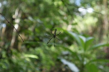 A female Giant Golden Orb Weaver spider on the spider net, dorsal view