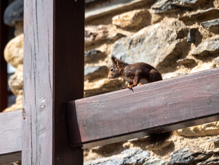 Brown squirrel on a wooden beam