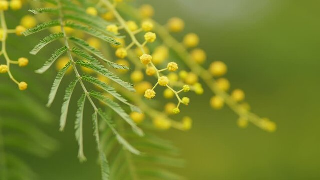 Spring Holiday Background. Yellow Gold Flowering Mimosa Tree. Detail Of Mimosa Blooming. Selective focus.