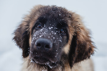 One small Leonberger puppy walks in the snow in winter.