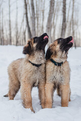 Two small Leonberger puppies walk in the snow in winter.