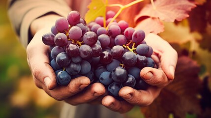 unidentified hands of a red wine grape harvester man