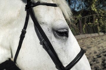 Big eye of a white horse with long eyelashes,