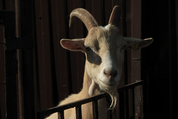  A white goat animal with long horns and a long stature is looking at you.