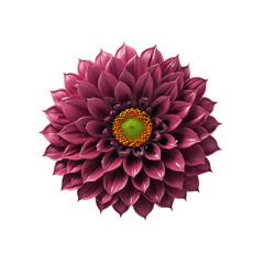 pink dahlia flower on transparent background PNG image