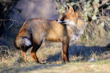 Red fox Vulpes vulpes. A fox stands in a meadow. Wild fox