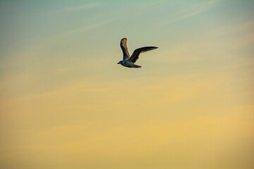 A seagull in the sky